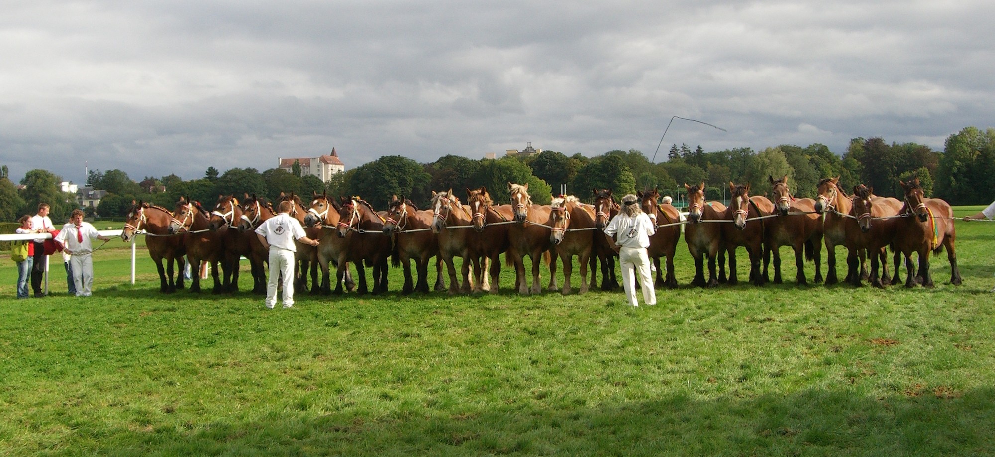 The Nord draft horse - Royal Horse