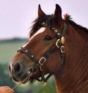 The Nord draft horse - Royal Horse