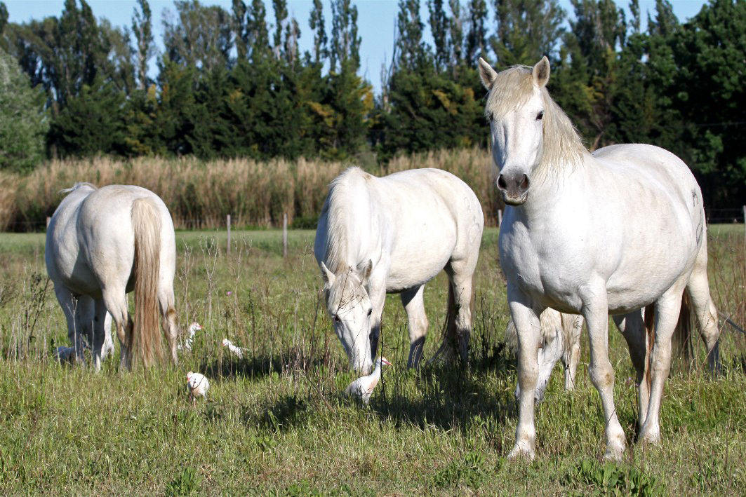 Médiation animale : en prison, les chevaux sont les alliés de la  réinsertion - Le Parisien